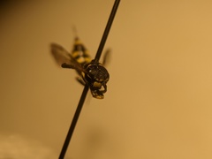 Sapygidae