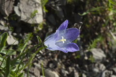 Campanula tridentata biebersteiniana