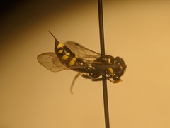 Sapygidae