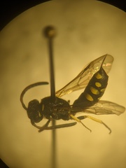 Sapygidae