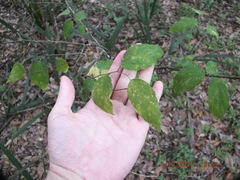 Celtis laevigata image