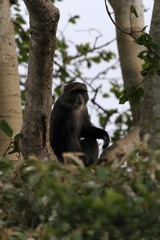 Cercopithecus mitis albogularis