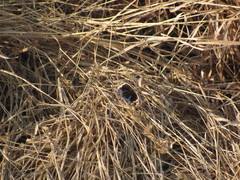 Junonia orithya swinhoei