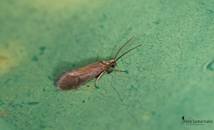 Goeridae