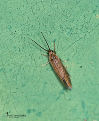 Goeridae