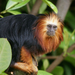 Golden-headed Lion Tamarin - Photo (c) Hans Hillewaert, some rights reserved (CC BY-NC-ND)