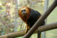 Golden-Headed Lion Tamarin photo 4