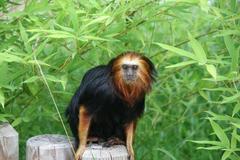 Golden-Headed Lion Tamarin photo 5
