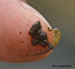 Polycentropus