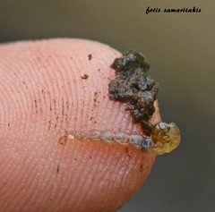 Polycentropus