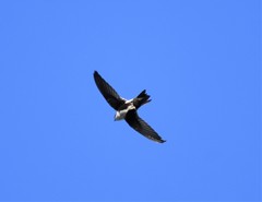 Aeronautes saxatalis