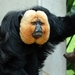 White-faced Saki - Photo (c) Joachim S. Müller, some rights reserved (CC BY-NC-SA)
