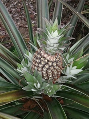 Ananas
