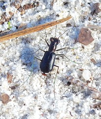 Cicindela abdominalis