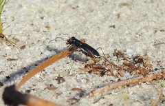 Cicindela abdominalis