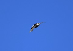 Aeronautes saxatalis