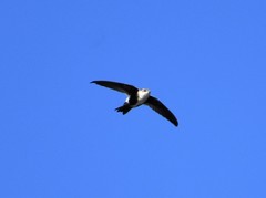 Aeronautes saxatalis