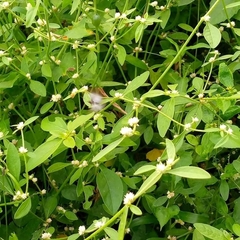 Alternanthera bettzickiana