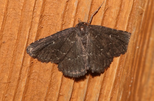 Prosoparia floridana