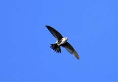 Aeronautes saxatalis
