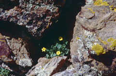 Oxalis pachyrhiza