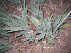 Hemiphylacus hintoniorum