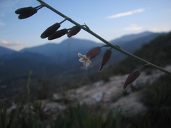 Hemiphylacus hintoniorum