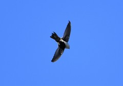 Aeronautes saxatalis