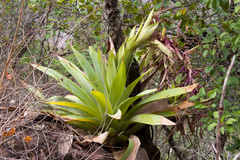 Tillandsia australis