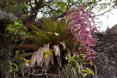 Tillandsia australis