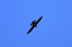 Aeronautes saxatalis