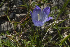 Campanula tridentata biebersteiniana