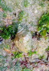 Purpura bufo