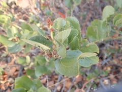 Ceanothus velutinus velutinus
