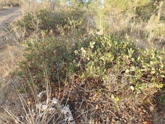 Ceanothus velutinus velutinus