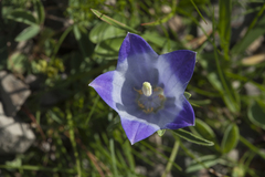 Campanula tridentata biebersteiniana