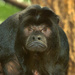 Howler Monkeys - Photo (c) dbarronoss, some rights reserved (CC BY-NC-ND)