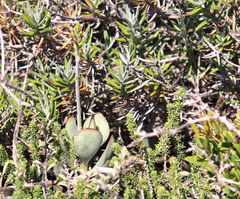 Adromischus sphenophyllus