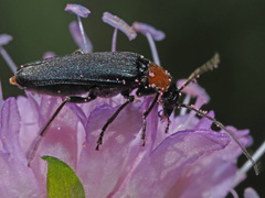 Anogcodes fulvicollis