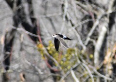 Aeronautes saxatalis