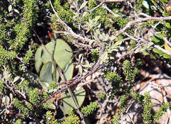 Adromischus sphenophyllus