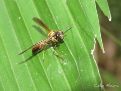 Polybia chrysothorax