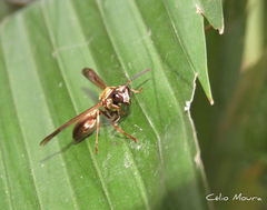 Polybia chrysothorax