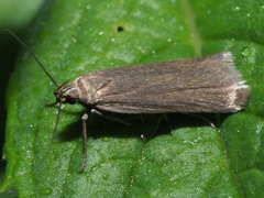 Acompsia cinerella