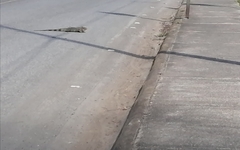 Iguanidae