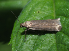 Acompsia cinerella