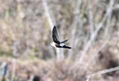 Aeronautes saxatalis