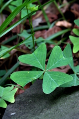 Oxalis tetraphylla
