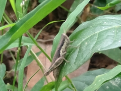 Pseudoxya
