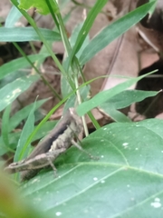 Pseudoxya